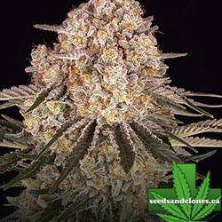 AK 47 Seeds