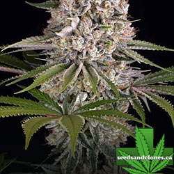 Amnesia Haze Seeds