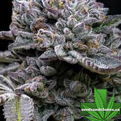 Apple Fritter Seeds