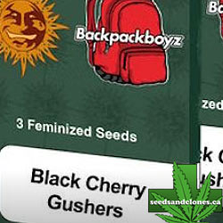 Black Cherry Gushers Seeds