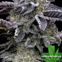 Blue Dream Seeds