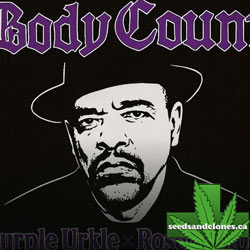 Ice T's Body Count Seeds