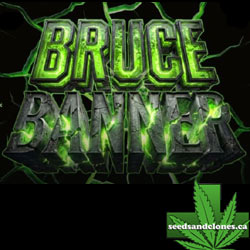 Bruce Banner Auto Seeds