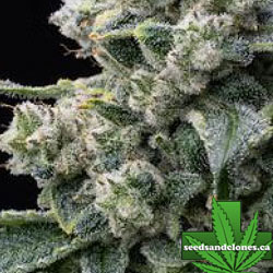 Bruce Banner Seeds