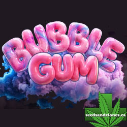 Bubble Gum Auto Seeds