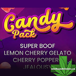Candy Pack Seeds