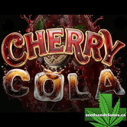 Cherry Cola Autoflower Seeds