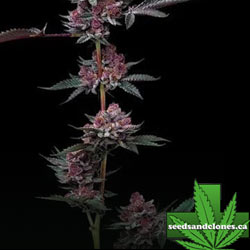 Cherry Poppers Seeds