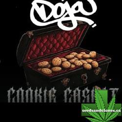 Cookie Casket Seeds