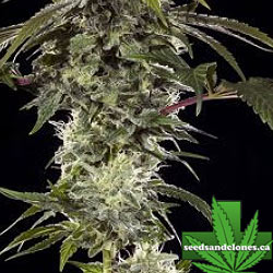 Durban Poison Seeds