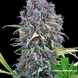 Durban Thai x C99 Seeds