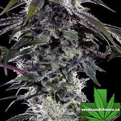 Durban Z Seeds