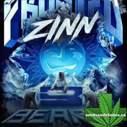 Frosted Zinn x 3 Bears OG Auto Seeds
