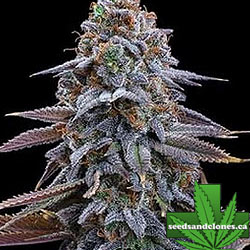 G13 Genius Seeds