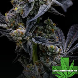 Garlic Cookies Seeds