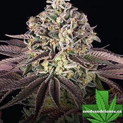 Granddaddy Purple Seeds