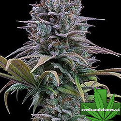 Grimm Glue Seeds