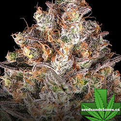 Hindu Kush Seeds