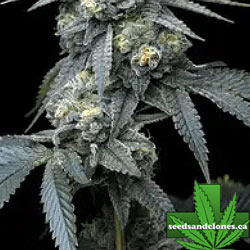 Jealousy Seeds