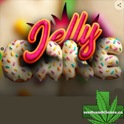 Jelly Cake Seeds