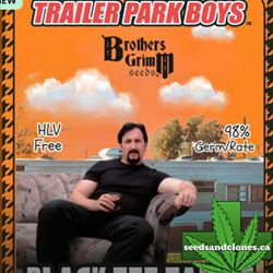 Julian's Black Tee Tangie Seeds