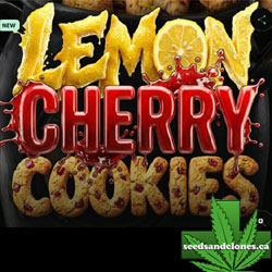 Lemon Cherry Cookies Auto Seeds