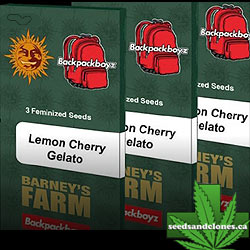 Lemon Cherry Gelato Seeds