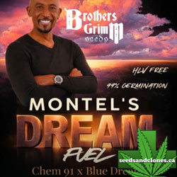 Montel's Dream Fuel Seeds