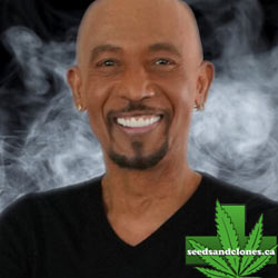 Montel's Dream Widow Seeds