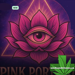 Pink Portal OG Seeds