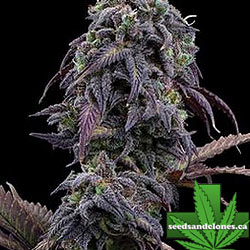 Princess Haze Seeds