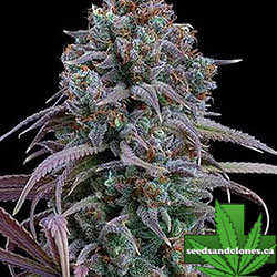 Rosetta Stone Seeds