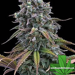 Space Queen Seeds