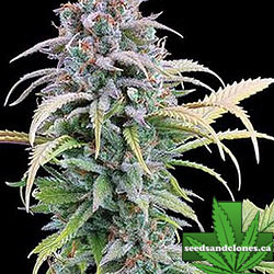 Thai Herer 99 Seeds