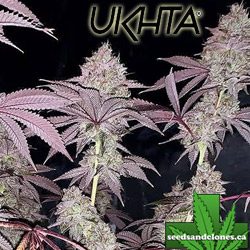 Candy House Seeds