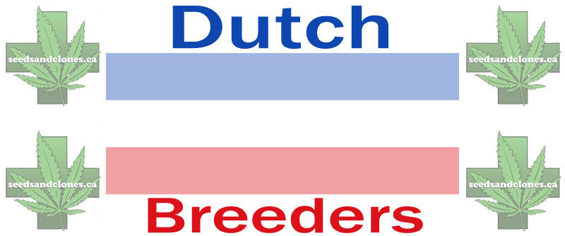 Dutch Seed Breeders