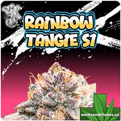 Rainbow Tangie Feminized Seeds