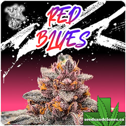 Red Blues Feminized Seeds