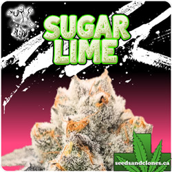 Sugar Lime Feminized Seeds