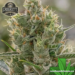 24K Seeds