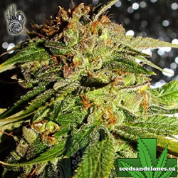 Afghan #1 Seeds