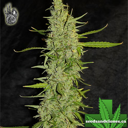 Afghan Kush Auto Seeds