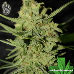 AK 47 Auto Seeds