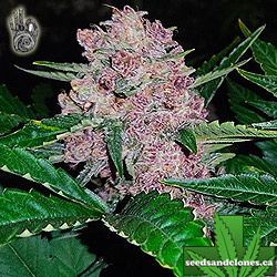 Bayraktar Auto Seeds