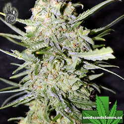 White Widow Auto Seeds