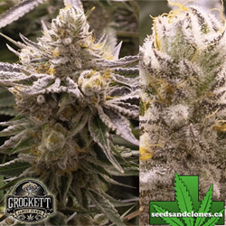 Banana Split Seeds
