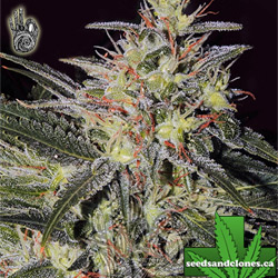 Frutti Trips Seeds