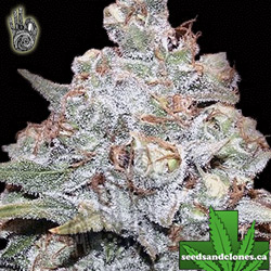 Mandalla Seeds