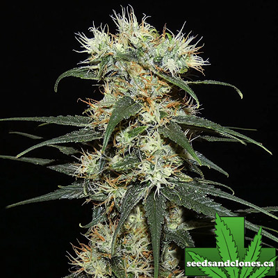 Nigerian Sativa Seeds
