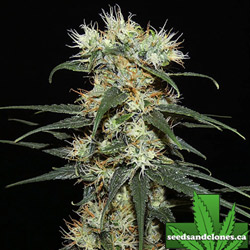 Nigerian Sativa Seeds